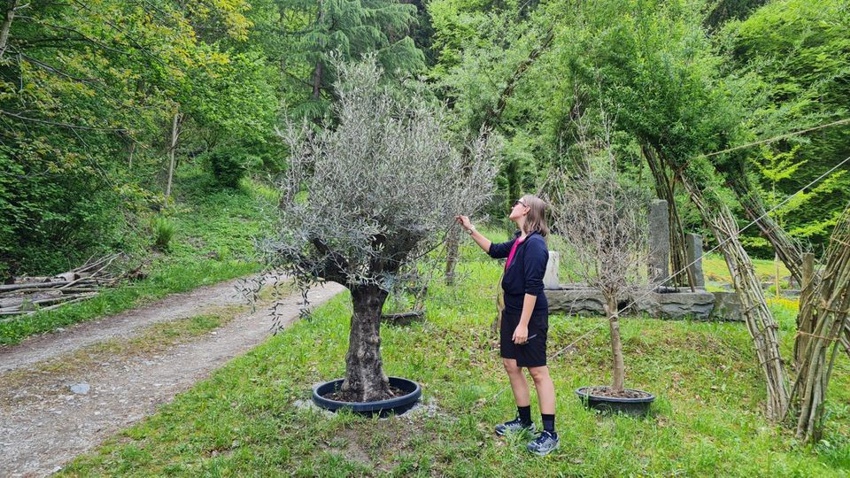 Historie Schwazer Silberwald